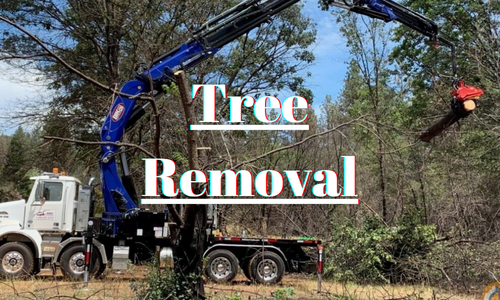 Orlando-Tree-Removal-pv8uei60te7fzo5iqbycij8hlhsnqat246rmccbcmw.png
